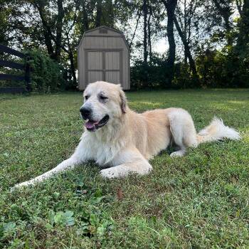 King -  Great Pyrenees and Golden Retriever Dog for Adoption in Louisville, Kentucky - King | PetCurious