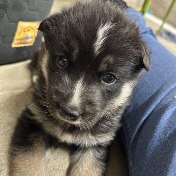 Yosha -  Husky and Mixed Breed Dog for Adoption in Hawthorne, California - Yosha | PetCurious