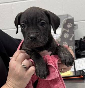Rory -  Mastiff and Mixed Breed Dog for Adoption in Kansas City, Missouri - Rory | PetCurious