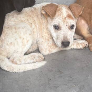 Chevrolet -  Shepherd and Mixed Breed Dog for Adoption in Edinburg, Texas - Chevrolet | PetCurious