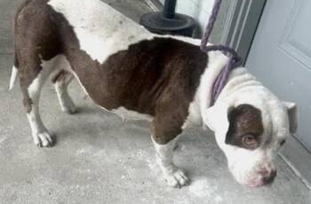 A657909 -  Pit Bull Terrier Dog for Adoption in Houston, Texas - A657909 | PetCurious