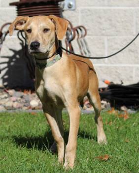Sawyer -  Mixed Breed Dog for Adoption in Portage, Wisconsin - Sawyer | PetCurious