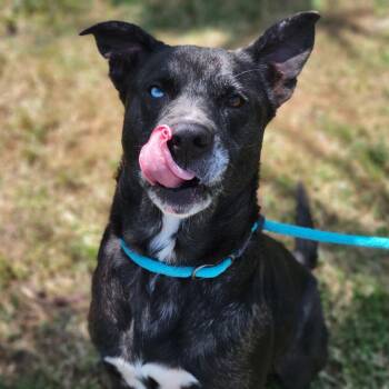 Mixed Breed Dogs Available for Adoption in Sarasota, Florida - Wilbur | PetCurious