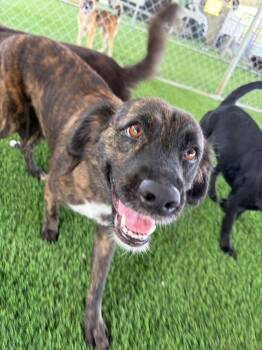 Enola -  Mixed Breed Dog for Adoption in New York, New York - Enola | PetCurious