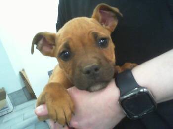 Mixed Breed Dogs Available for Adoption - ROSCO | PetCurious