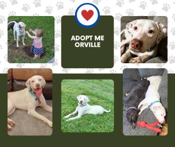 Orville (PA) -  English Pointer Dog for Adoption in Bridgeton, New Jersey - Orville (PA) | PetCurious