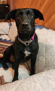 Carmen -  Black Labrador Retriever and Australian Shepherd Dog for Adoption in Goldendale, Washington - Carmen | PetCurious