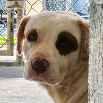 Mabel -  Mixed Breed Dog for Adoption in Columbus, North Carolina - Mabel | PetCurious