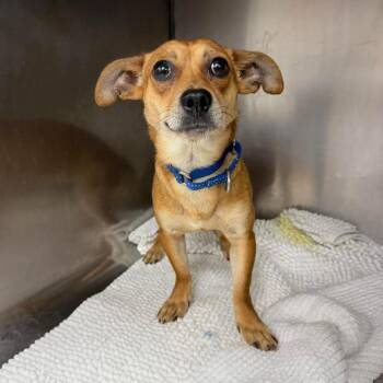 Mixed Breed Dogs Available for Adoption in Fredericksburg, Virginia - Anchovy | PetCurious