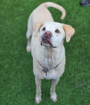 Stray -  Labrador Retriever Dog for Adoption in Highland Village, Texas - Stray | PetCurious