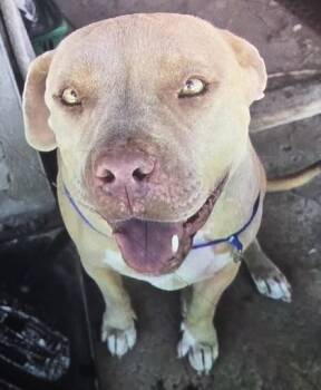 ALBINA -  Pit Bull Terrier and Mixed Breed Dog for Adoption in El Paso, Texas - ALBINA | PetCurious