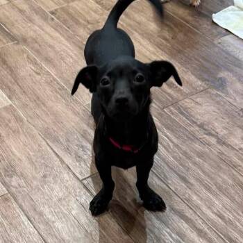 Nova -  Chihuahua and Dachshund Dog for Adoption in Phoenix, Arizona - Nova | PetCurious