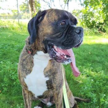 Dopey -  Boxer Dog for Adoption in Elyria, Ohio - Dopey | PetCurious