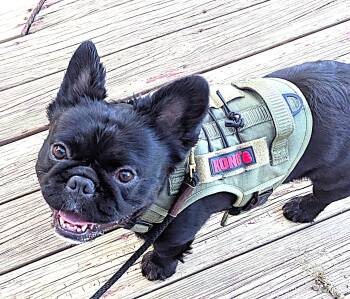 Stitch -  French Bulldog Dog for Adoption in Boiling Springs, Pennsylvania - Stitch | PetCurious