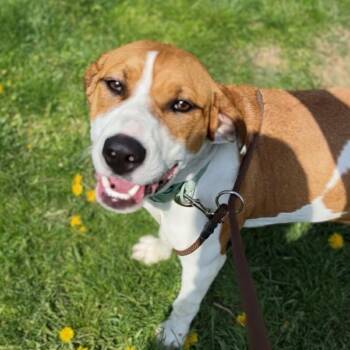 Basset Hound and Pointer Dogs Available for Adoption in Marysville, Ohio - Avery | PetCurious