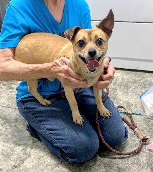 Andy -  Chihuahua and Dachshund Dog for Adoption in Scottsburg, Indiana - Andy | PetCurious