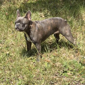 Lily -  French Bulldog and Boston Terrier Dog for Adoption in Lucedale, Mississippi - Lily | PetCurious