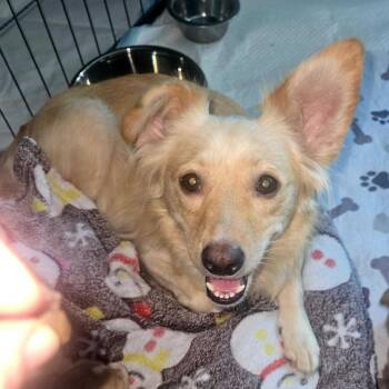 Torta (Mama, Taqueria Litter) -  Terrier Dog for Adoption in San Diego, California - Torta (Mama, Taqueria Litter) | PetCurious