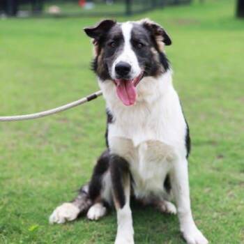 Shepherd and Mixed Breed Dogs Available for Adoption in Atlanta, Georgia - Pippy | PetCurious
