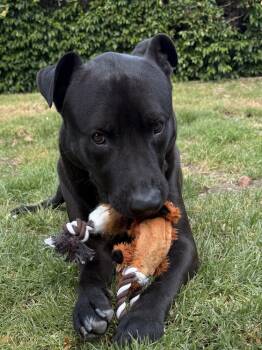 Rescue Labrador Retriever and Mixed Breed Dogs for Adoption in Los Angeles, California - Raven FKA Florida | PetCurious