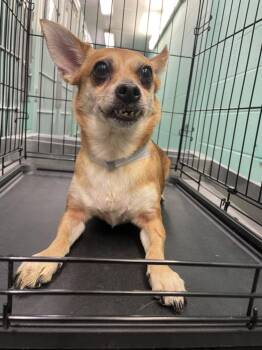 CHASE -  Rat Terrier and Mixed Breed Dog for Adoption in Houston, Texas - CHASE | PetCurious