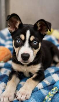 ROCKY -  Husky Dog for Adoption in Margate, Florida - ROCKY | PetCurious