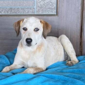 Huckleberry -  English Pointer and Labrador Retriever Dog for Adoption in Boerne, Texas - Huckleberry | PetCurious