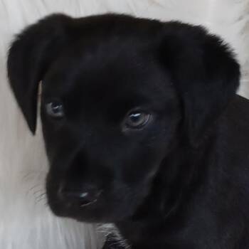 Rescue Border Collie and Labrador Retriever Dogs for Adoption in Cedar Mountain, North Carolina - Woody Allen | PetCurious