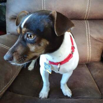 Rat Terrier Dogs Available for Adoption - Arietta (MI) | PetCurious