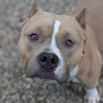 Mixed Breed Dogs Available for Adoption in West Olive, Michigan - Toledo | PetCurious