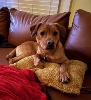 Labrador Retriever and Dachshund Dogs Available for Adoption - Dusty | PetCurious