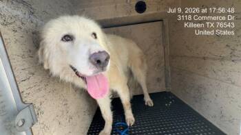 CLIVE -  Great Pyrenees Dog for Adoption in Killeen, Texas - CLIVE | PetCurious