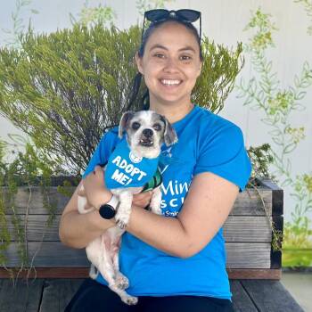 Franc -  Shih Tzu Dog for Adoption in Pacific Grove, California - Franc | PetCurious