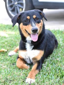 German Shepherd Dog and Australian Kelpie Dogs Available for Adoption in Mooresville, North Carolina - Muppet | PetCurious