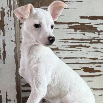 Chihuahua Dogs Available for Adoption in Carrollton, Texas - Cole | PetCurious