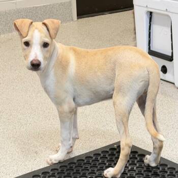 Leo -  Labrador Retriever and Mixed Breed Dog for Adoption in Englewood, Florida - Leo | PetCurious