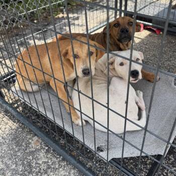 Yoda -  Mixed Breed Dog for Adoption in Smithfield, North Carolina - Yoda | PetCurious