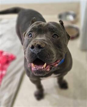 HUBERT -  American Bulldog and Mixed Breed Dog for Adoption in Riverside, California - HUBERT | PetCurious