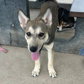 Peter -  Husky and Mixed Breed Dog for Adoption in Fort Collins, Colorado - Peter | PetCurious