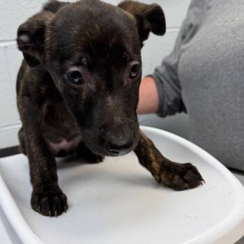 Becca -  German Shepherd Dog and Mixed Breed Dog for Adoption in Parkersburg, West Virginia - Becca | PetCurious