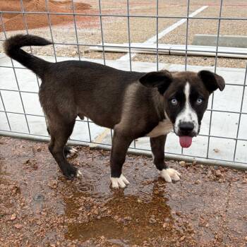 Tank -  Husky and Mixed Breed Dog for Adoption in Kerrville, Texas - Tank | PetCurious