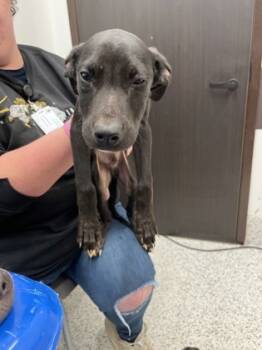 Rescue Mixed Breed Dogs for Adoption in Atlanta, Georgia - Hershey | PetCurious