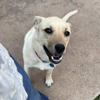 Mixed Breed Dogs Available for Adoption in Newcastle, Oklahoma - Cleo (CL) | PetCurious
