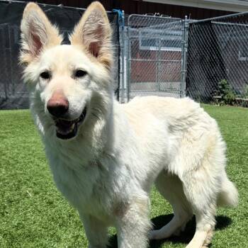 Kaiser -  German Shepherd Dog Dog for Adoption in Idaho Falls, Idaho - Kaiser | PetCurious