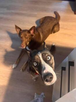 Nova -  Husky Dog for Adoption in Osteen, Florida - Nova | PetCurious
