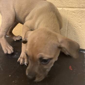 T106946 Lita -  Mixed Breed Dog for Adoption in Port Washington, New York - T106946 Lita | PetCurious