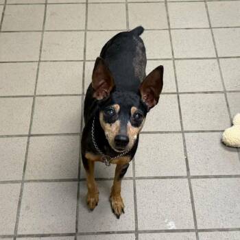 Jack -  Miniature Pinscher Dog for Adoption in Erie, Pennsylvania - Jack | PetCurious