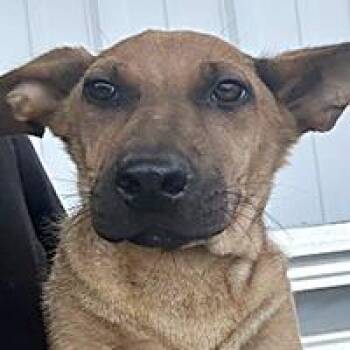 Vanessa - URGENT -  German Shepherd Dog Dog for Adoption in Thousand Oaks, California - Vanessa - URGENT | PetCurious