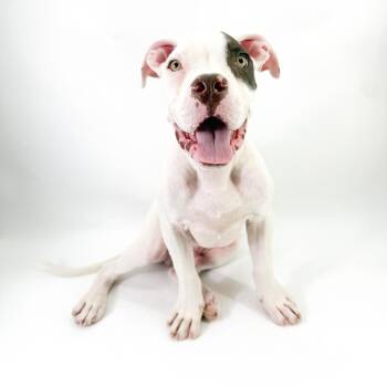 Benny -  Pit Bull Terrier and Bulldog Dog for Adoption in Scottsdale, Arizona - Benny | PetCurious