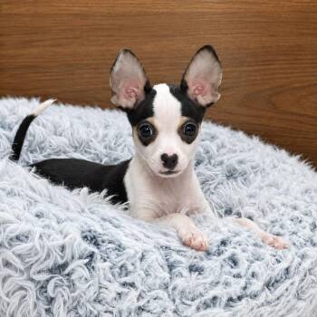 Burgie -  Terrier Dog for Adoption in Cedar Park, Texas - Burgie | PetCurious